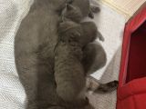 British Scottish Shorthair Bebekler