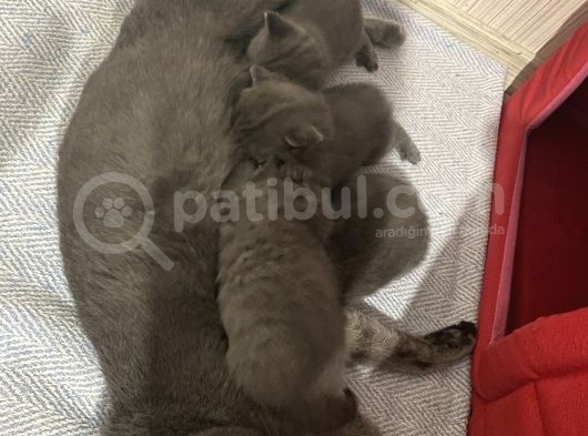 British Scottish Shorthair Bebekler