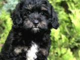 Özel Renk Phantom Toy Poodle Yavrumuz