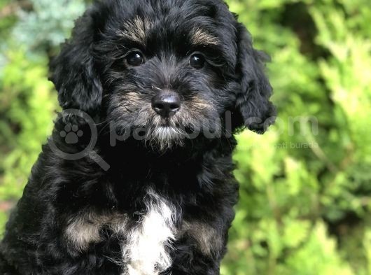 Özel Renk Phantom Toy Poodle Yavrumuz