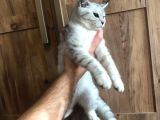 Sosyal Ve Sağlıklı Yavrular İçin Mesaj Atınız