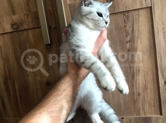 Sosyal Ve Sağlıklı Yavrular İçin Mesaj Atınız görsel