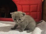 British Scottish Shorthair Bebekler
