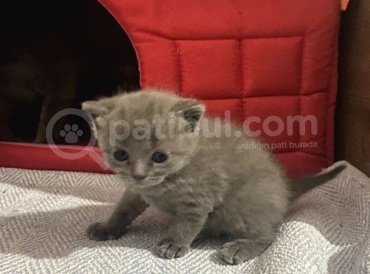 British Scottish Shorthair Bebekler görsel
