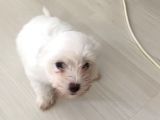 Maltese Yavrular