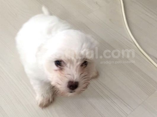 Maltese Yavrular görsel