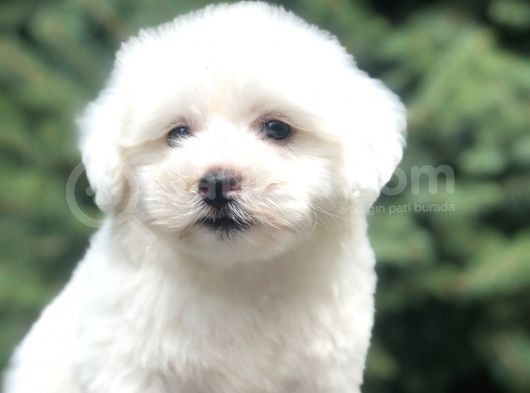 Bembeyaz Maltıpoo Yavrumuz görsel