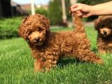 Orjinal Toy Poodle Yavrular