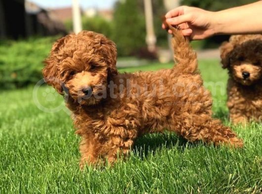 Orjinal Toy Poodle Yavrular görsel
