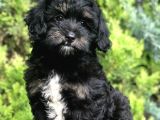 Özel Renk Phantom Toy Poodle Yavrumuz