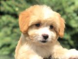 Xsmall Maltıpoo Yavrumuz