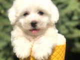 Bembeyaz Maltıpoo Yavrumuz