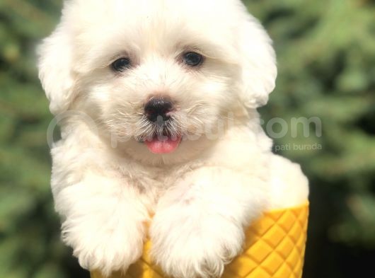 Bembeyaz Maltıpoo Yavrumuz