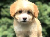 Xsmall Maltıpoo Yavrumuz