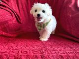 Tatlı Tadında Maltipoo Yavruları