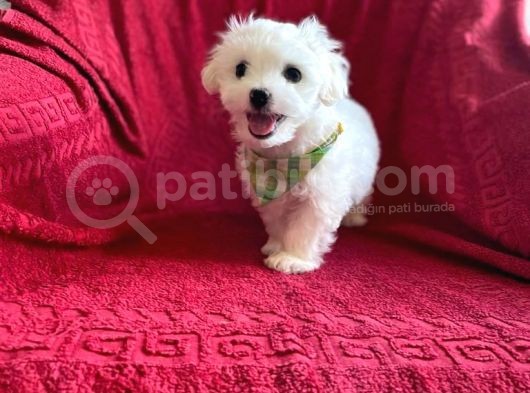 Tatlı Tadında Maltipoo Yavruları