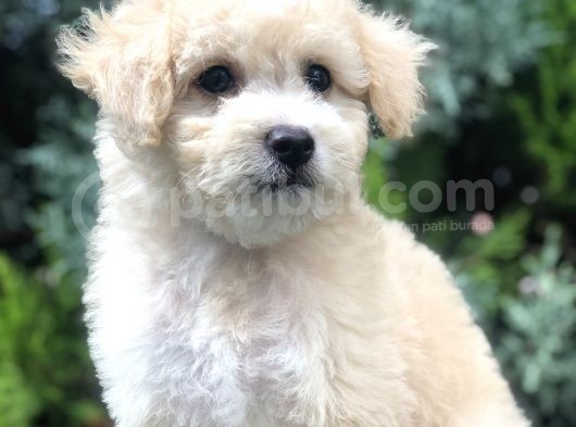 Latte Renk Maltıpoo Yavrumuz
