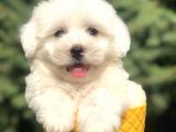Bembeyaz Maltıpoo Yavrumuz