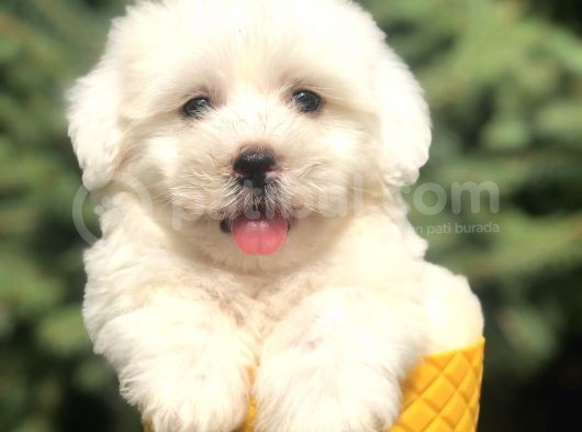 Bembeyaz Maltıpoo Yavrumuz görsel