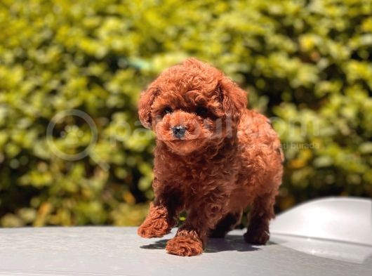 Toy Poodle Yavrular