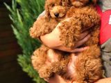 Orjinal Toy Poodle Yavrular