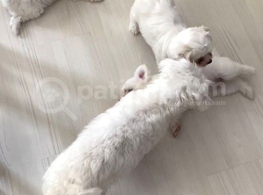 Maltese Yavrular görsel