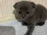 British Scottish Shorthair Bebekler