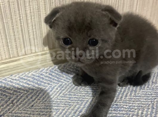 British Scottish Shorthair Bebekler görsel