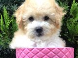 Apricot Toy Poodle Yavrumuz