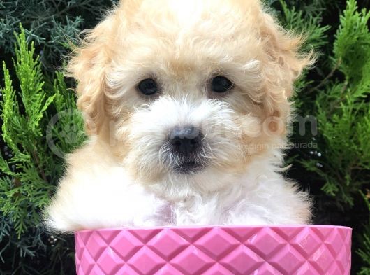 Apricot Toy Poodle Yavrumuz