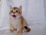 Golden Erkek Yavru