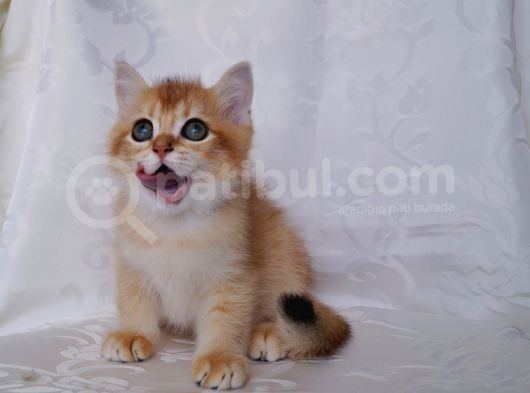 Golden Erkek Yavru görsel