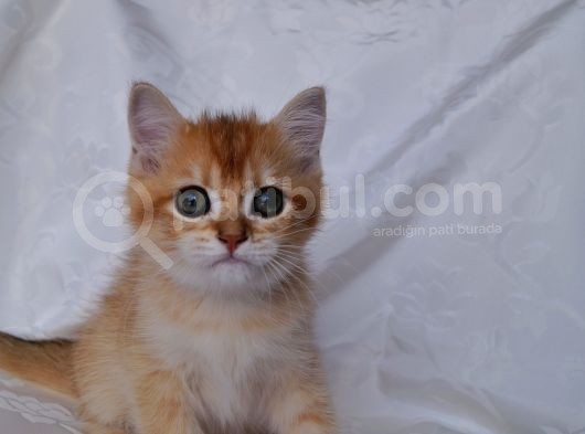 Golden Erkek Yavru görsel