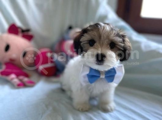 Tatlı Tadında Morkie Yavruları görsel