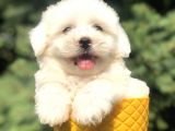 Bembeyaz Maltıpoo Yavrumuz