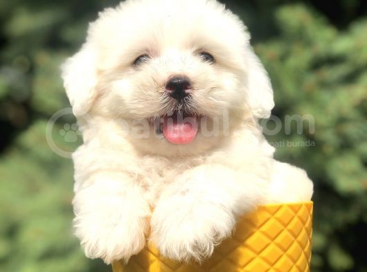 Bembeyaz Maltıpoo Yavrumuz görsel