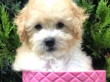 Apricot Toy Poodle Yavrumuz