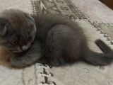 Ankara Scottish Fold Erkek 2.5 Aylık