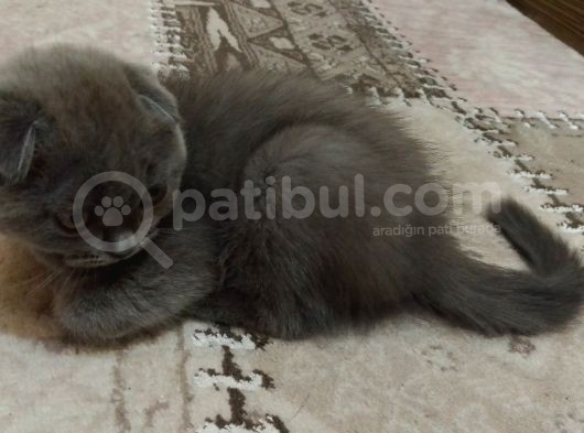 Ankara Scottish Fold Erkek 2.5 Aylık görsel