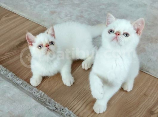 2,5 Aylık Exotic Shortair Erkek  Yavrular görsel