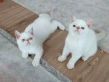 2,5 Aylık Exotic Shortair Erkek  Yavrular