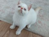 2,5 Aylık Exotic Shortair Erkek  Yavrular