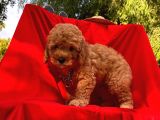 Bebek Surat Mikrocipli Toy Poodle