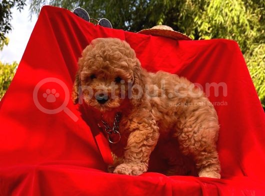 Bebek Surat Mikrocipli Toy Poodle görsel