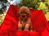 Bebek Surat Mikrocipli Toy Poodle