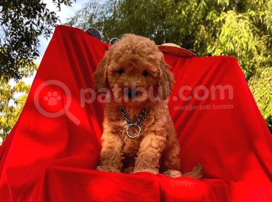 Bebek Surat Mikrocipli Toy Poodle