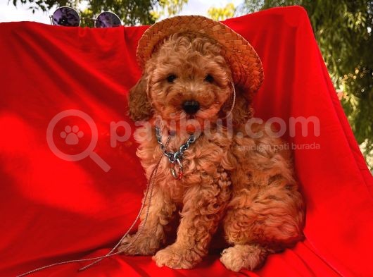 Bebek Surat Mikrocipli Toy Poodle görsel