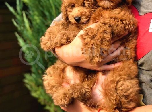 Orijinal Toy Poodle Yavrular görsel