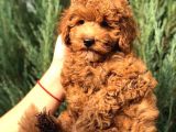 Orijinal Toy Poodle Yavrular