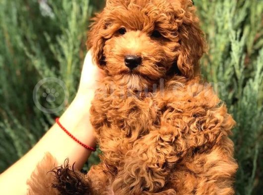 Orijinal Toy Poodle Yavrular görsel